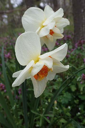 Narcissus x incomparabilis \ Unvergleichliche Narzisse / Non-Such Daffodil, D Mannheim-Pfingstberg 12.4.2021