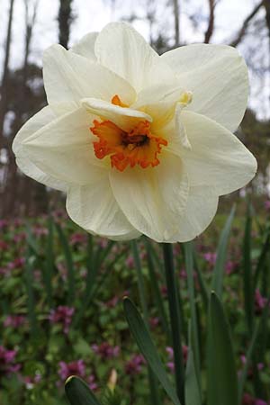 Narcissus x incomparabilis \ Unvergleichliche Narzisse / Non-Such Daffodil, D Mannheim-Pfingstberg 12.4.2021