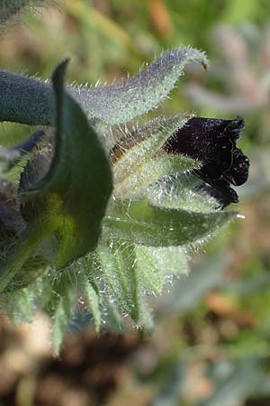 Nonea pulla \ Braunes M�nchskraut / Brown Nonea, D Gr&uuml;nstadt-Asselheim 28.5.2021