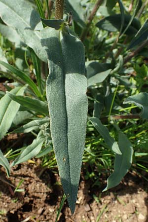 Nonea pulla \ Braunes M�nchskraut / Brown Nonea, D Gr&uuml;nstadt-Asselheim 28.5.2021