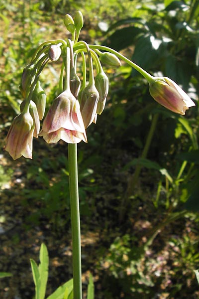 Allium siculum \ Sizilianischer Honig-Lauch / Sicilian Honey Garlic, D   8.6.2013
