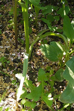 Allium siculum \ Sizilianischer Honig-Lauch / Sicilian Honey Garlic, D   8.6.2013