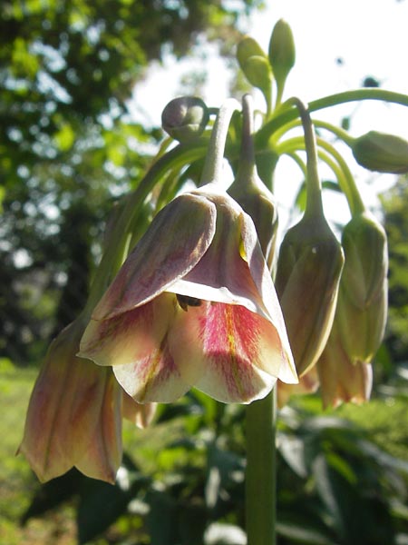 Allium siculum \ Sizilianischer Honig-Lauch / Sicilian Honey Garlic, D   8.6.2013