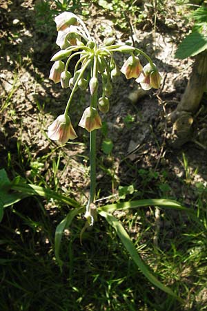 Allium siculum \ Sizilianischer Honig-Lauch / Sicilian Honey Garlic, D   8.6.2013