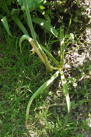 Allium siculum \ Sizilianischer Honig-Lauch / Sicilian Honey Garlic, D   8.6.2013