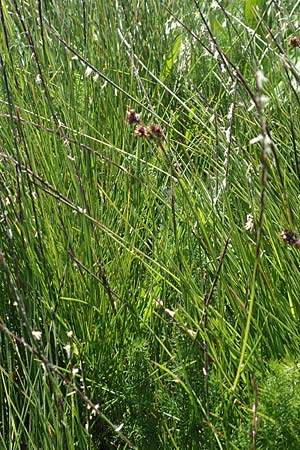 Nardus stricta \ Borst-Gras / Mat Grass, D Schwarzwald/Black-Forest, Feldberg 10.7.2016