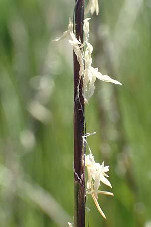 Nardus stricta \ Borst-Gras / Mat Grass, D Schwarzwald/Black-Forest, Feldberg 10.7.2016