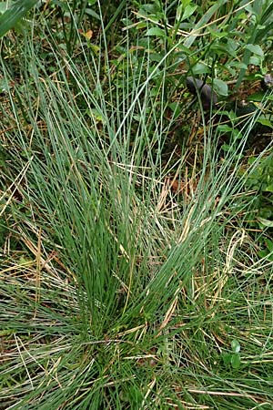 Nardus stricta \ Borst-Gras / Mat Grass, D Odenwald, Mossautal 14.10.2023