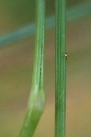 Nardus stricta \ Borst-Gras / Mat Grass, D Odenwald, Mossautal 14.10.2023