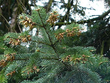Abies nordmanniana \ Nordmann-Tanne, Kaukasus-Tanne / Nordmann Fir, Caucasian Fir, D Weinheim an der Bergstra&szlig;e, Botan. Gar.  Hermannshof 1.5.2016