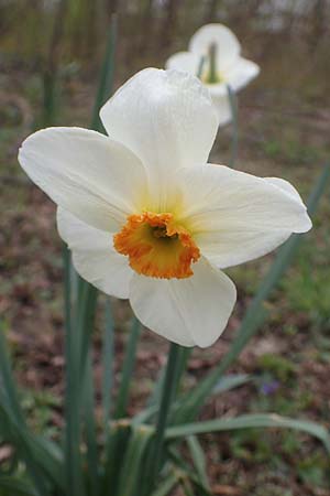 Narcissus x incomparabilis \ Unvergleichliche Narzisse / Non-Such Daffodil, D Ludwigshafen 7.4.2021
