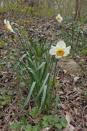Narcissus x incomparabilis \ Unvergleichliche Narzisse / Non-Such Daffodil, D Ludwigshafen 7.4.2021