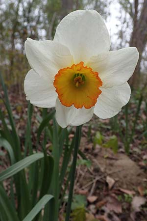 Narcissus x incomparabilis \ Unvergleichliche Narzisse / Non-Such Daffodil, D Ludwigshafen 7.4.2021