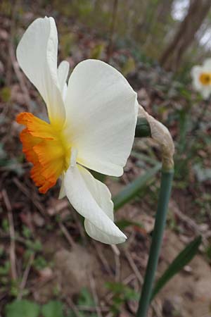 Narcissus x incomparabilis, Unvergleichliche Narzisse
