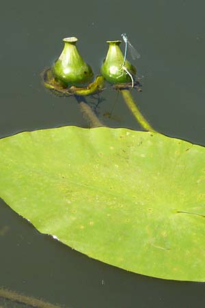 Nuphar lutea \ Teichrose, Gro�e Mummel / Yellow Water Lily, D Runkel an der Lahn 1.8.2015