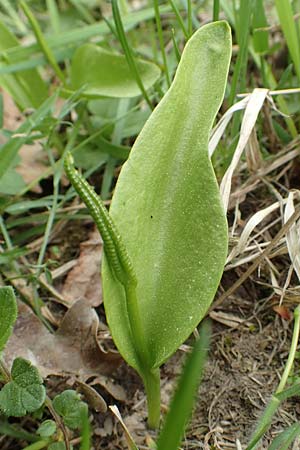 Ophioglossum vulgatum \ Gemeine Natternzunge / Adder's-Tongue, D Oberlaudenbach 28.4.2018