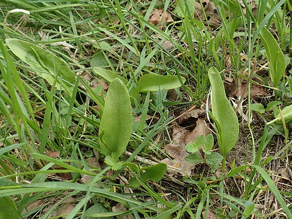 Ophioglossum vulgatum \ Gemeine Natternzunge / Adder's-Tongue, D Oberlaudenbach 28.4.2018