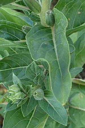 Oenothera canovirens \ Renners Nachtkerze, Graugr�ne Nachtkerze / Renner's Evening Primrose, D R&ouml;merberg 8.7.2017