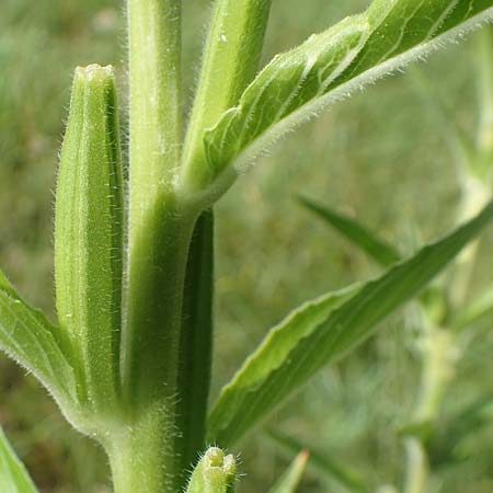 Oenothera suaveolens \ Wohlriechende Nachtkerze / Smelling Evening Primrose, D Ingelheim 11.7.2017
