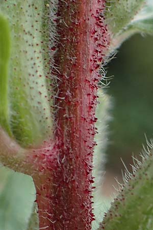 Oenothera ersteinensis \ Ersteiner Nachtkerze / Erstein Evening Primrose, D Ludwigshafen 25.7.2017