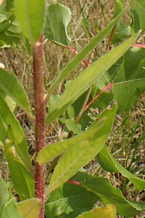 Oenothera moravica \ M�hrische Nachtkerze / Moravian Evening Primrose, D Essen 27.7.2019