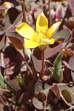 Oxalis corniculata var. atropurpurea \ Kriechender Sauerklee, Rotbrauner Sauerklee / Procumbent Yellow Sorrel, D Mannheim 18.4.2022