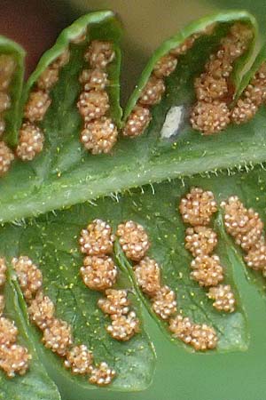 Oreopteris limbosperma \ Berg-Farn, Berg-Lappen-Farn / Sweet Mountain Fern, Lemon-Scented Fern, D Odenwald, Mossautal 14.10.2023