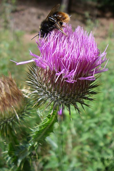 Onopordum acanthium \ Gew�hnliche Esels-Distel / Cotton Thistle, D Enkenbach-Alsenborn 20.7.2008