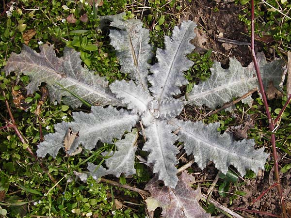 Onopordum acanthium \ Gew�hnliche Esels-Distel / Cotton Thistle, D Heidelberg 7.3.2015