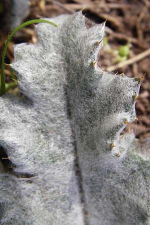 Onopordum acanthium \ Gew�hnliche Esels-Distel / Cotton Thistle, D Heidelberg 7.3.2015