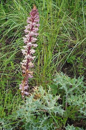 Orobanche amethystea \ Amethyst-Sommerwurz / Seaholly Broomrape, D Mosbach 4.6.2016
