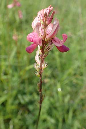 Onobrychis arenaria, Sand-Esparsette
