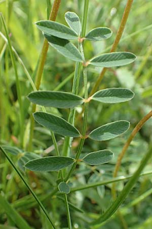 Onobrychis arenaria \ Sand-Esparsette / Hungarian Sainfoin, D Neuleiningen 15.6.2016