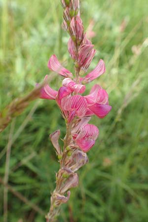 Onobrychis arenaria \ Sand-Esparsette / Hungarian Sainfoin, D Neuleiningen 15.6.2016