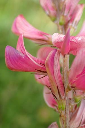 Onobrychis arenaria \ Sand-Esparsette / Hungarian Sainfoin, D Neuleiningen 15.6.2016