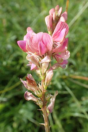 Onobrychis arenaria \ Sand-Esparsette / Hungarian Sainfoin, D Neuleiningen 15.6.2016