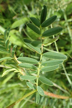Onobrychis arenaria \ Sand-Esparsette / Hungarian Sainfoin, D Neuleiningen 15.6.2016