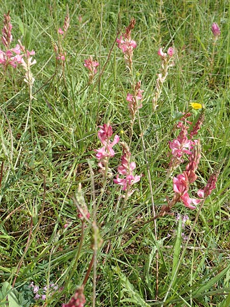 Onobrychis arenaria \ Sand-Esparsette / Hungarian Sainfoin, D Neuleiningen 15.6.2016