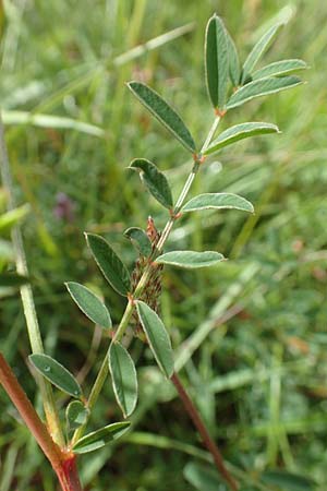 Onobrychis arenaria \ Sand-Esparsette / Hungarian Sainfoin, D Neuleiningen 15.6.2016