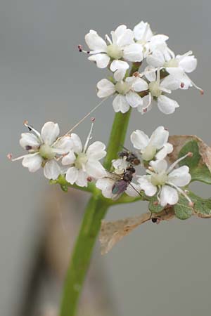 Oenanthe aquatica \ Gro�er Wasserfenchel, Pferdesaat / Fine-Leaved Water Dropwort, D Neustadt an der Aisch 2.10.2016
