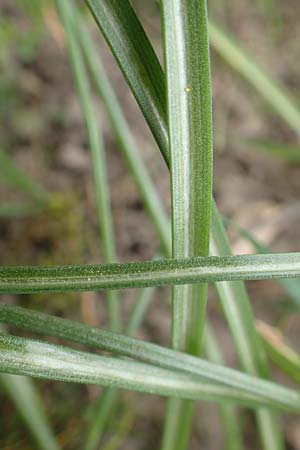 Ornithogalum angustifolium \ Schmalbl�ttriger Milchstern / Narrow-Leaved Star of Bethlehem, D Frankfurt-H&ouml;chst 8.4.2017