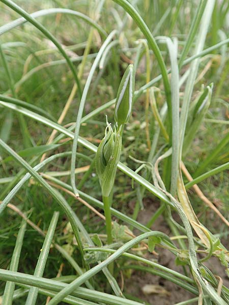Ornithogalum angustifolium \ Schmalbl�ttriger Milchstern / Narrow-Leaved Star of Bethlehem, D Frankfurt-H&ouml;chst 8.4.2017