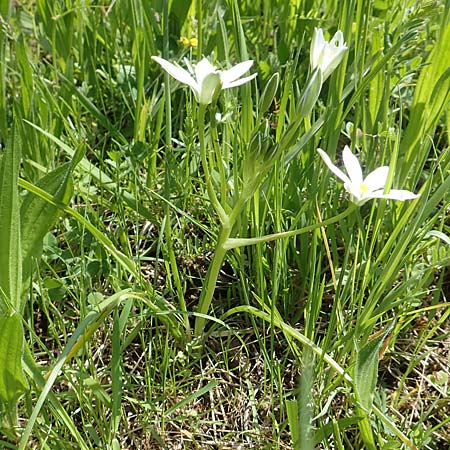 Ornithogalum divergens \ Spreizender Dolden-Milchstern / Lesser Star of Bethlehem, D Pforzheim 29.4.2017