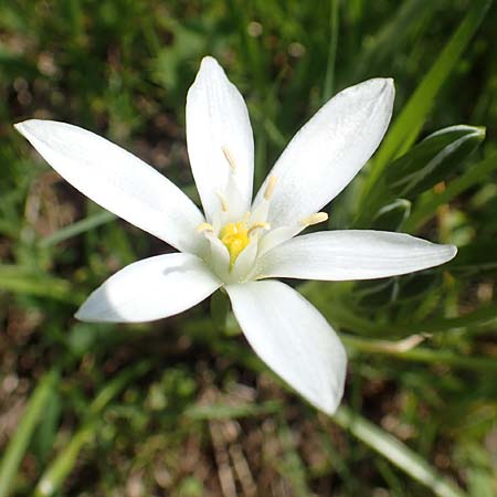 Ornithogalum divergens \ Spreizender Dolden-Milchstern / Lesser Star of Bethlehem, D Pforzheim 29.4.2017
