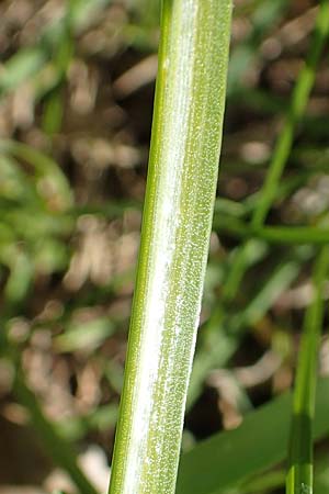 Ornithogalum divergens \ Spreizender Dolden-Milchstern / Lesser Star of Bethlehem, D Pforzheim 29.4.2017