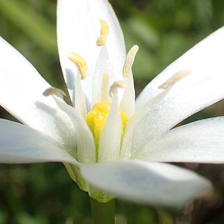 Ornithogalum divergens \ Spreizender Dolden-Milchstern / Lesser Star of Bethlehem, D Pforzheim 29.4.2017
