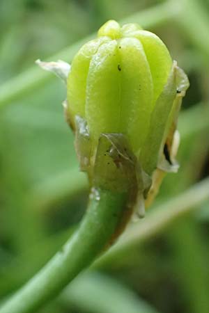Ornithogalum vulgare \ Gew�hnlicher Milchstern / Common Star of Bethlehem, D Erlenbach am Main 20.5.2017