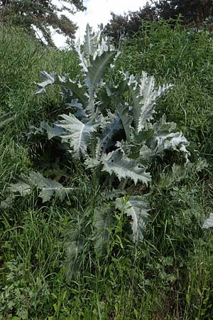 Onopordum acanthium \ Gew�hnliche Esels-Distel / Cotton Thistle, D Erlenbach am Main 20.5.2017