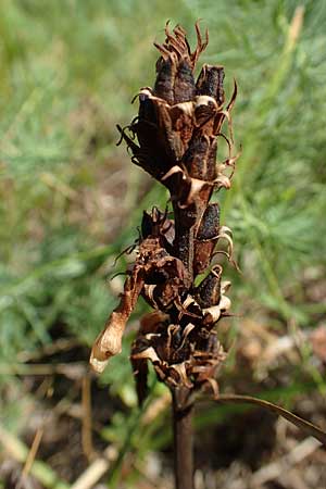 Orobanche artemisiae-campestris \ Panzer-Sommerwurz, Beifu&szlig;-Sommerwurz / Wormwood Broomrape, D Bensheim 7.7.2017