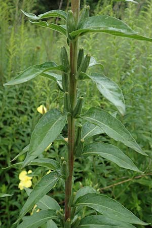 Oenothera x albivelutina \ Wei�schleier-Nachtkerze / White Veil Evening Primrose, D Jugenheim an der Bergstra&szlig;e 25.7.2017